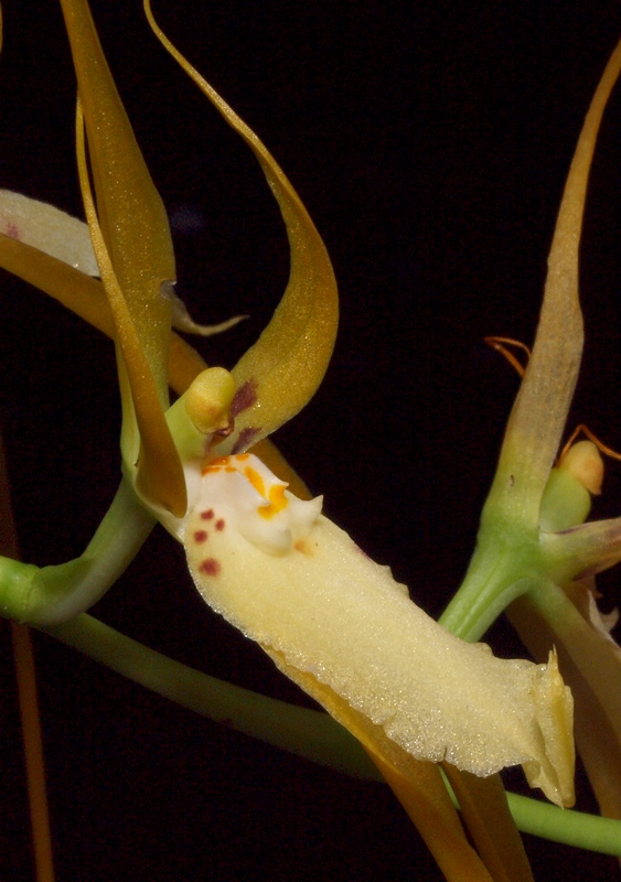 Brassia caudata P2146726