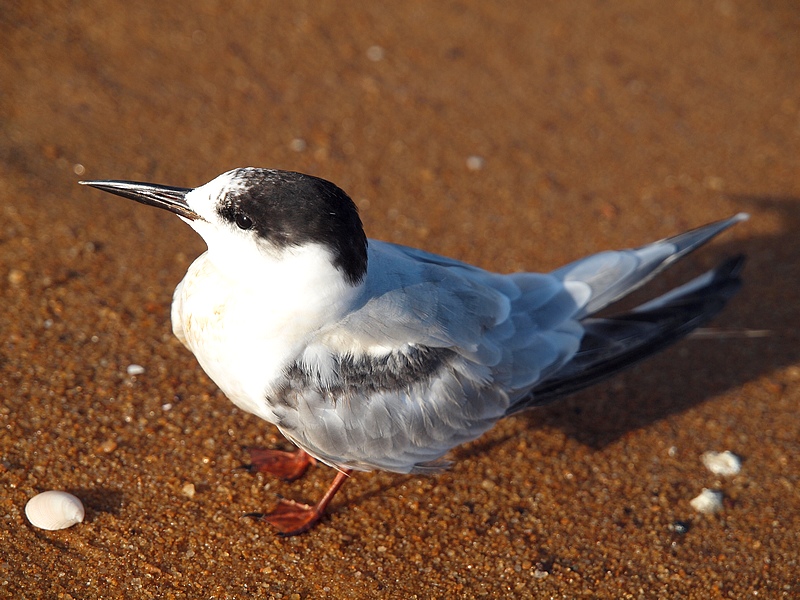 quelques oiseaux de guyane Pc145811