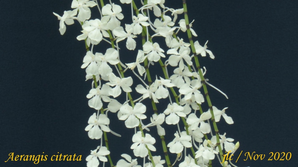 Aerangis citrata Aerang11