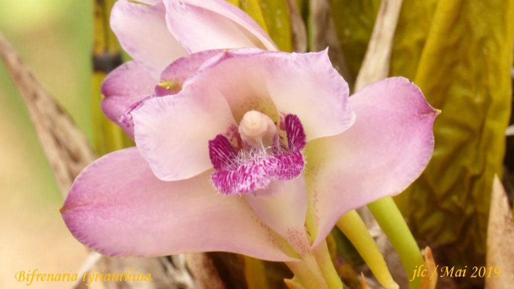 Bifrenaria tyrianthina Bifren13