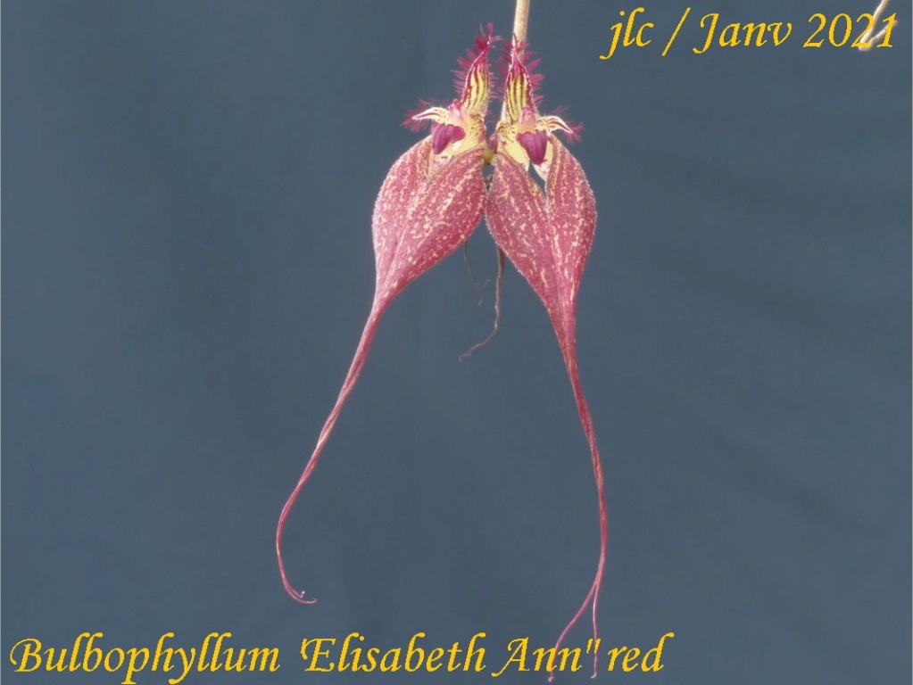 Bulbophyllum Elisabeth Ann  Bulbop10