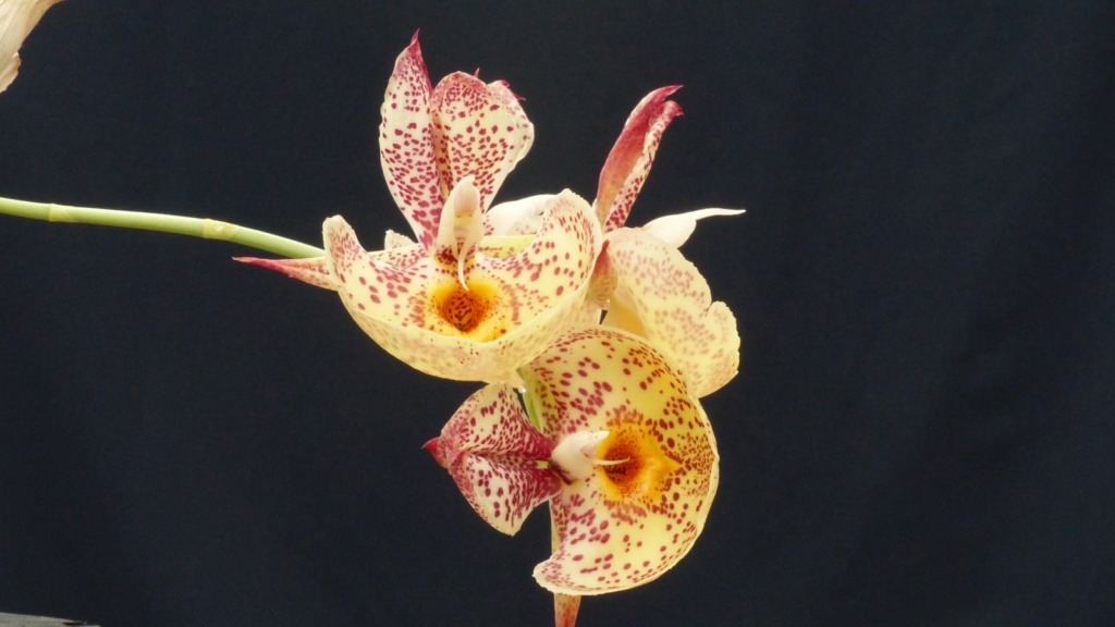 Catasetum Orchidglade 'David Ranches' AM/AOS Catase13