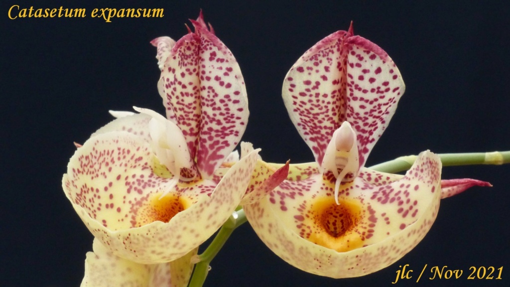 Catasetum Orchidglade 'David Ranches' AM/AOS Catase15