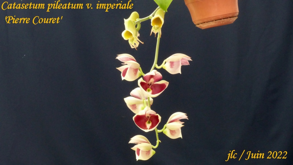 Catasetum pileatum imperiale ' Pierre Couret' Catase16