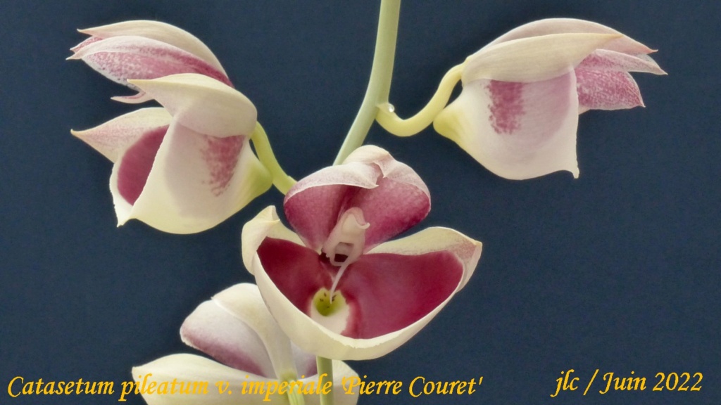 Catasetum pileatum imperiale ' Pierre Couret' Catase18