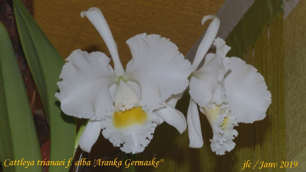 Cattleya trianaei f. alba 'Aranka Germaske' Cattl107