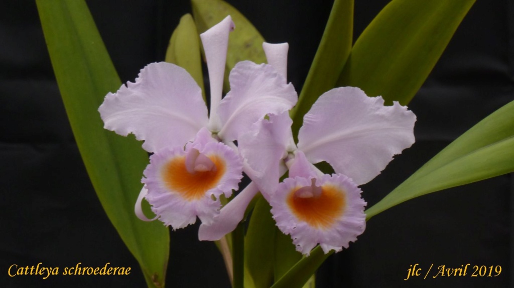 Cattleya schroederae' s family Cattl115