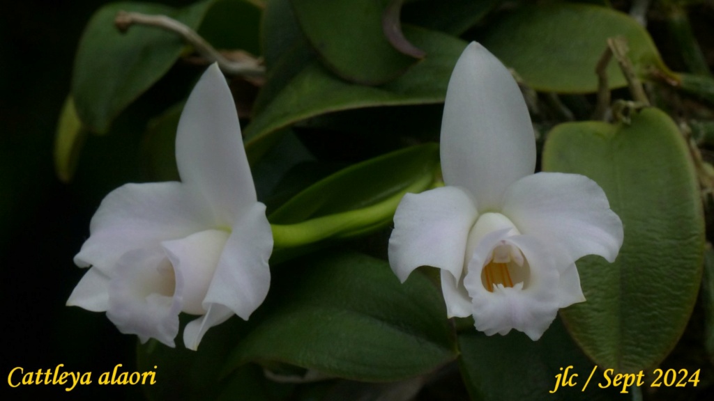 Cattleya alaori Cattl137