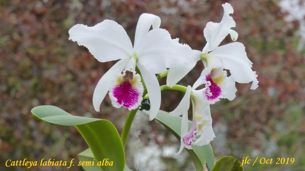 Cattleya labiata f. semi alba Cattl144