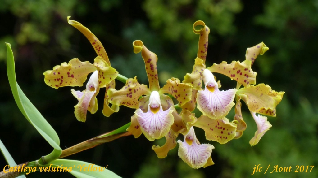 Photos d'orchidées inédites   - Page 10 Cattl185
