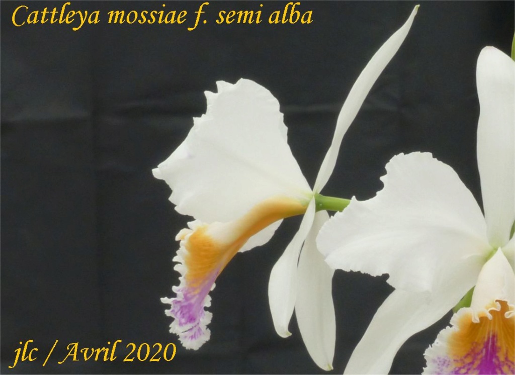 Cattleya mossiae f. semi alba 'Blanca x Aurora' Cattl190