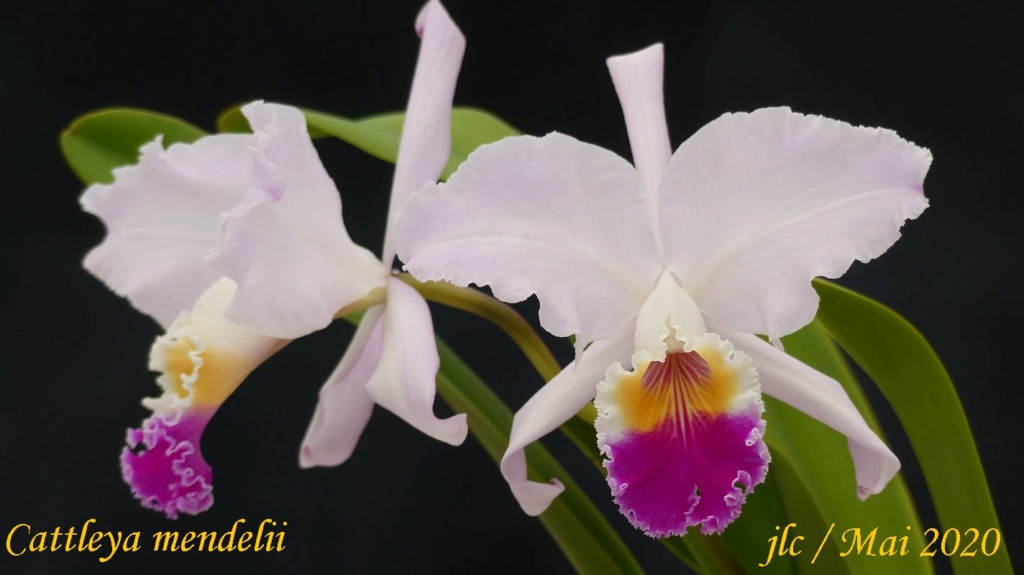 Cattleya mendelii Cattl209