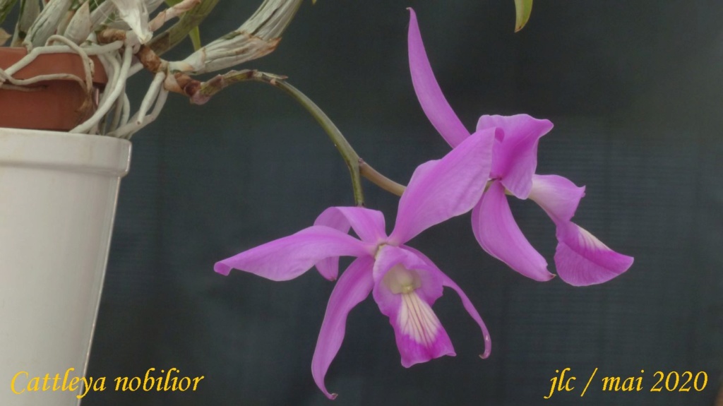 Cattleya nobilior Cattl227