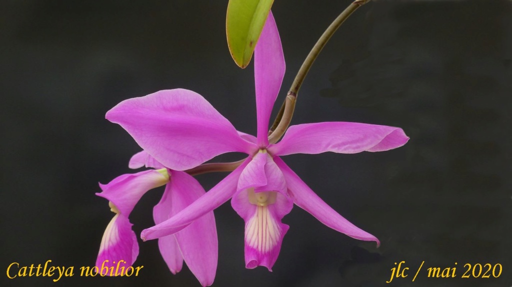 Cattleya nobilior Cattl228