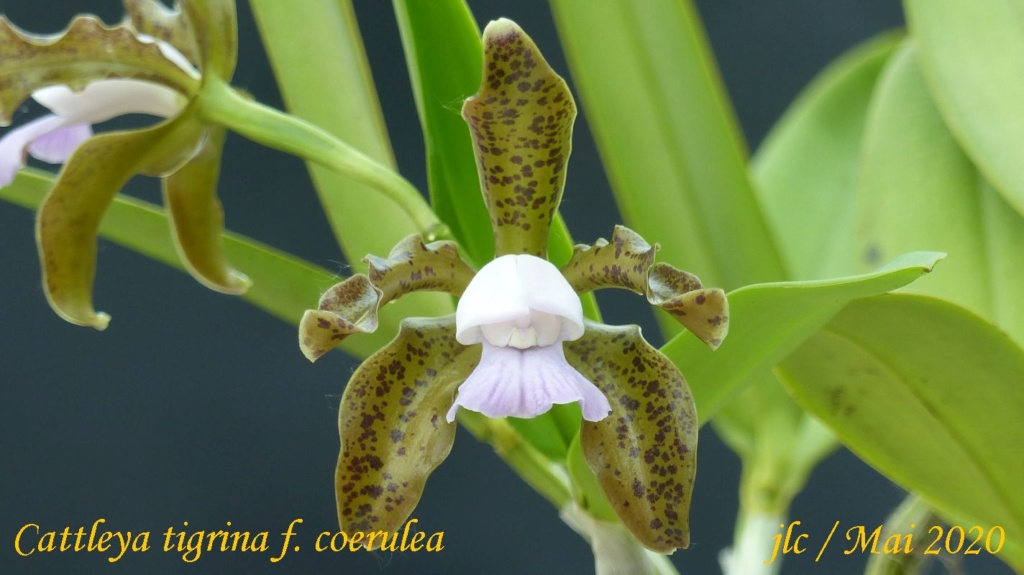 Cattleya tigrina f. coerulea Cattl237