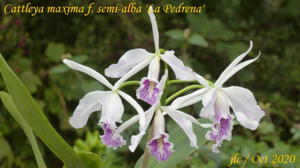 Cattleya maxima f. semi-alba 'La Pedrena' Cattl303