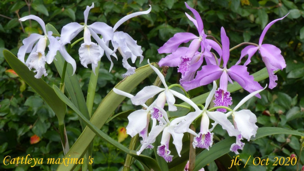 Cattleya maxima f. semi-alba 'La Pedrena' Cattl304