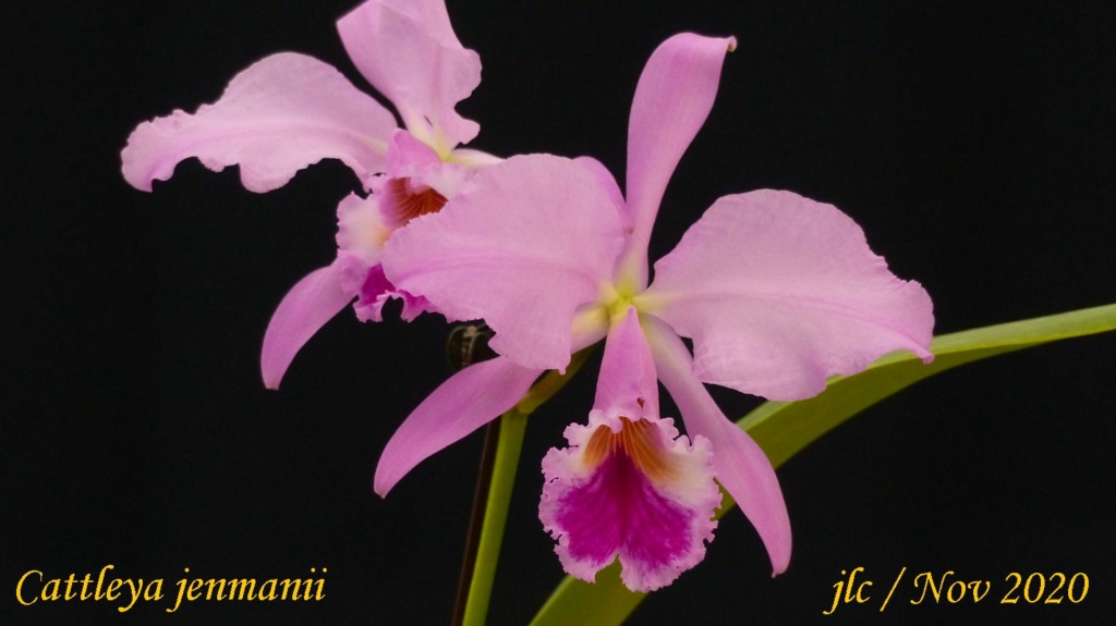 Cattleya jenmanii Cattl310