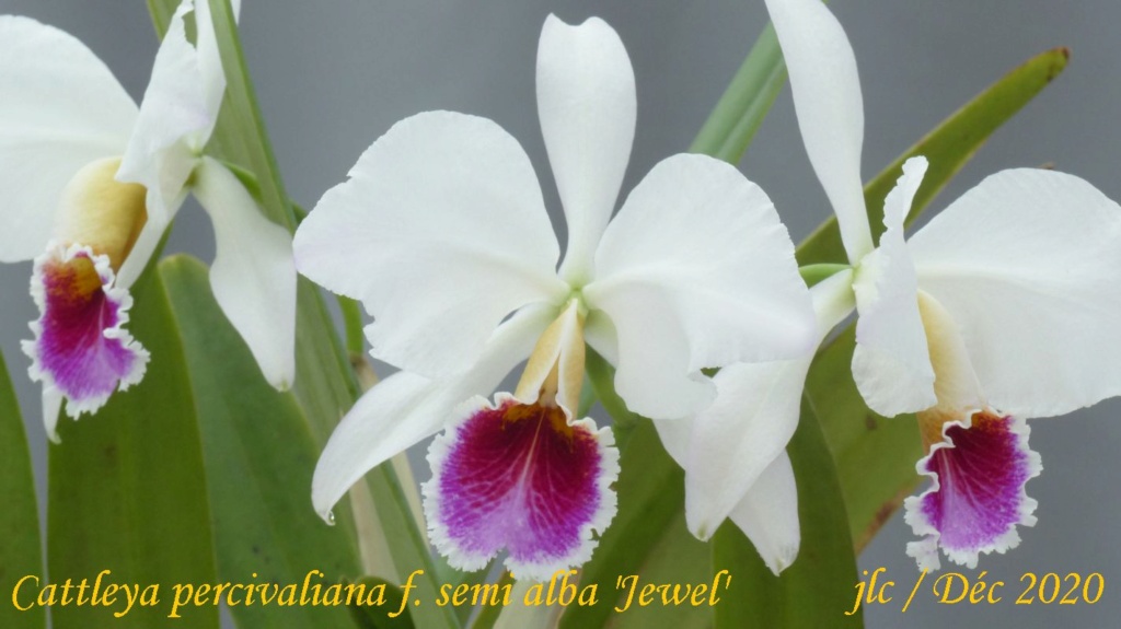 Cattleya percivaliana f. semi alba 'Jewel' Cattl325