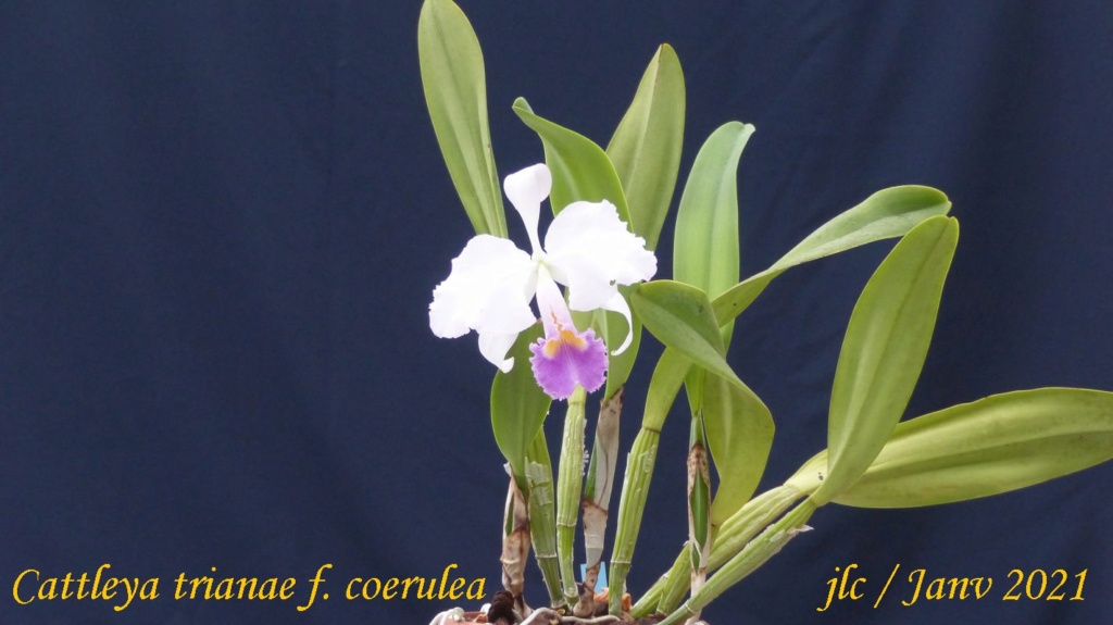 Cattleya trianae f. coerulea Cattl328