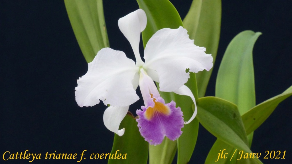 Cattleya trianae f. coerulea Cattl329