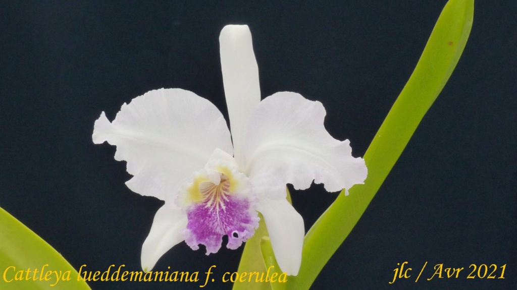 Cattleya lueddemaniana f. coerulea et tipo Cattl351