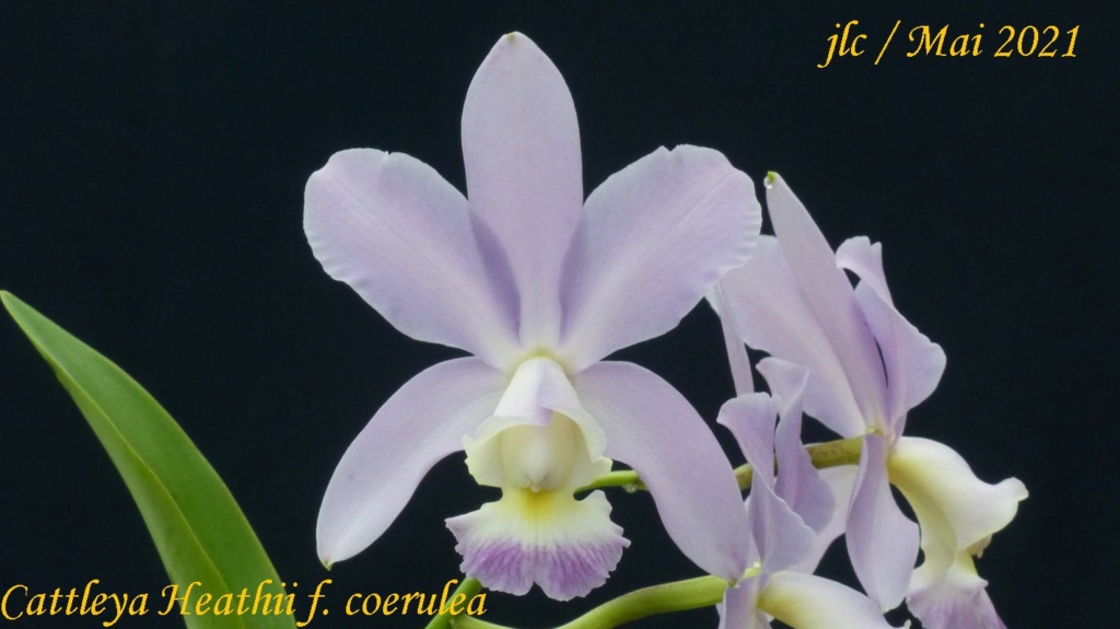 Cattleya Heathii f. coerulea Cattl361