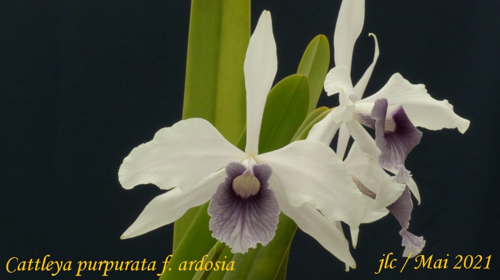 Cattleya purpurata f. ardosia Cattl380