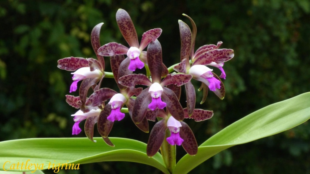 Cattleya tigrina ( ex leopoldii) Cattl391