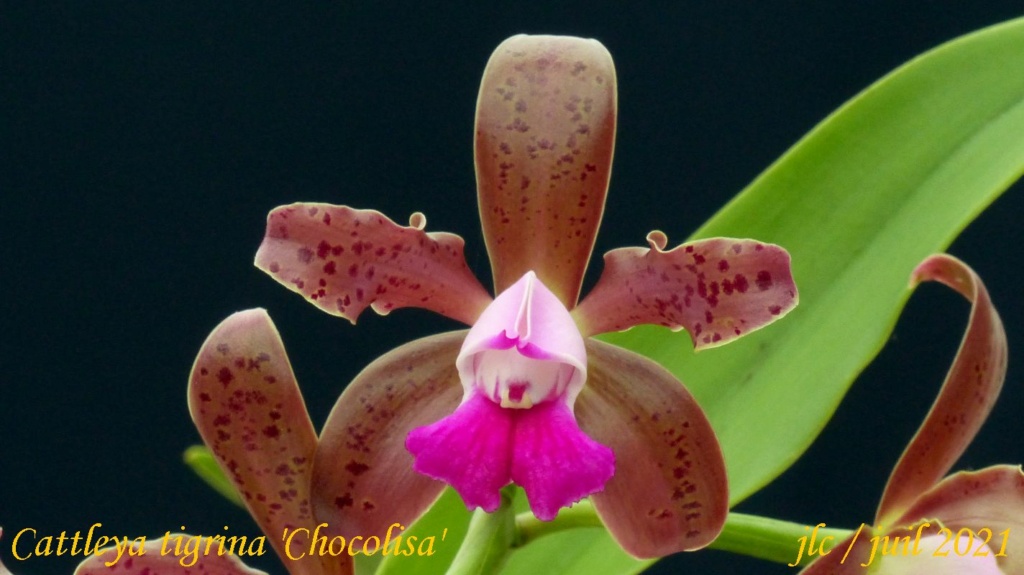 Cattleya tigrina ( ex leopoldii) Cattl393