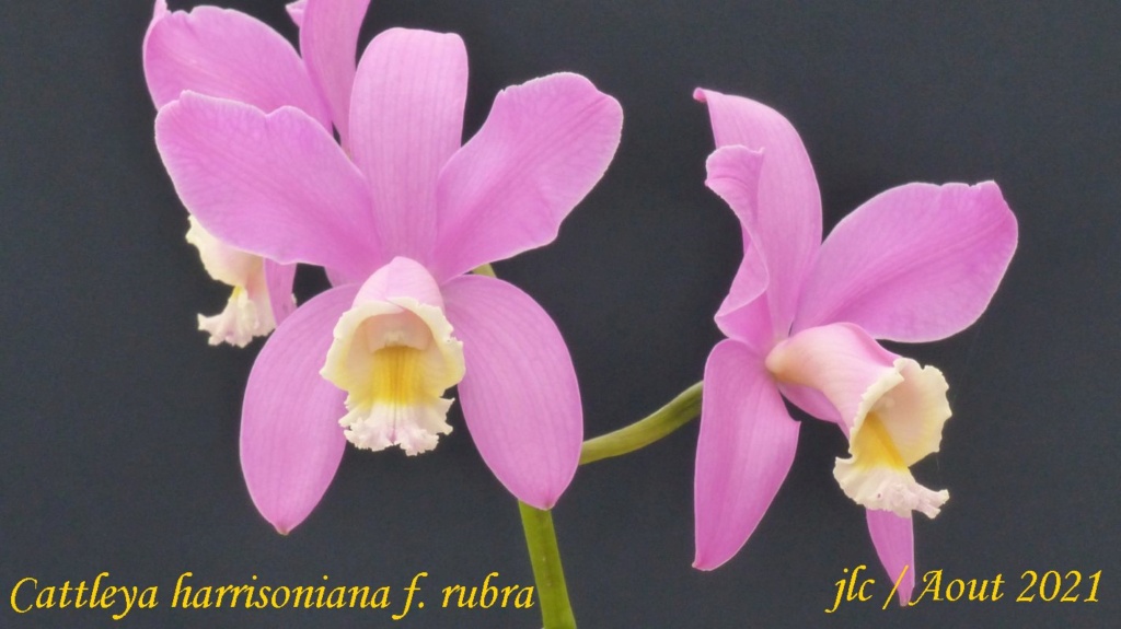 Cattleya harrisoniana  Cattl413