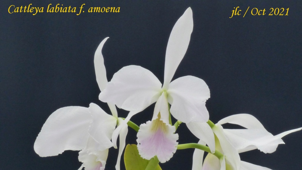 Cattleya labiata f. amoena Cattl422