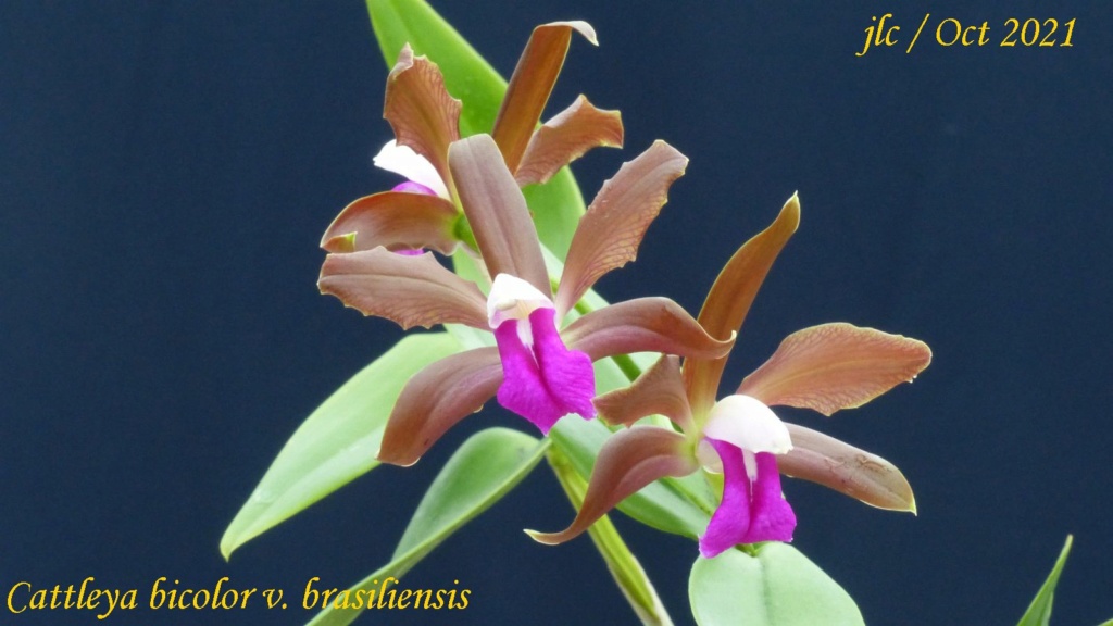 Cattleya bicolor ssp brasiliensis Cattl426