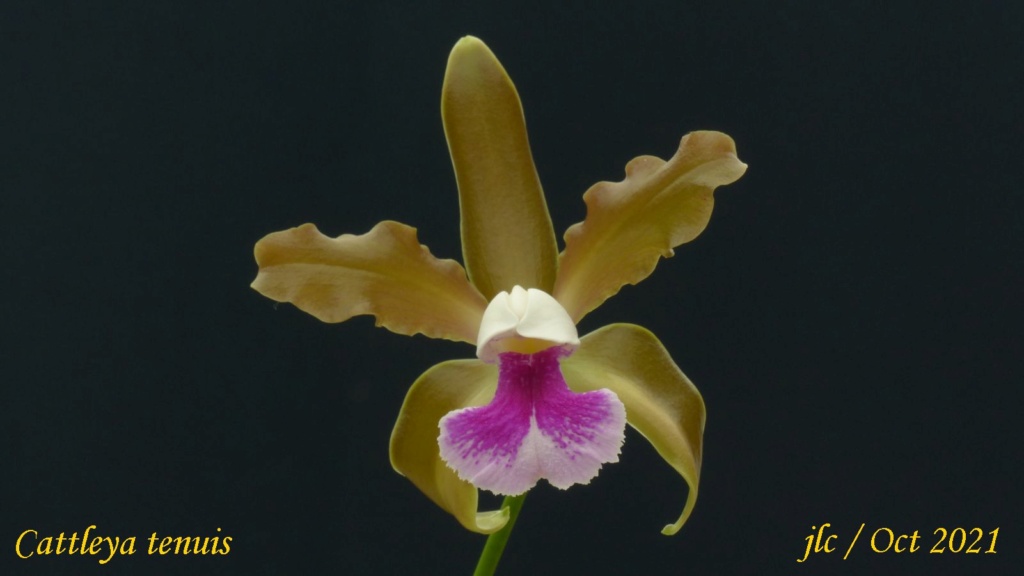 Cattleya tenuis Cattl427