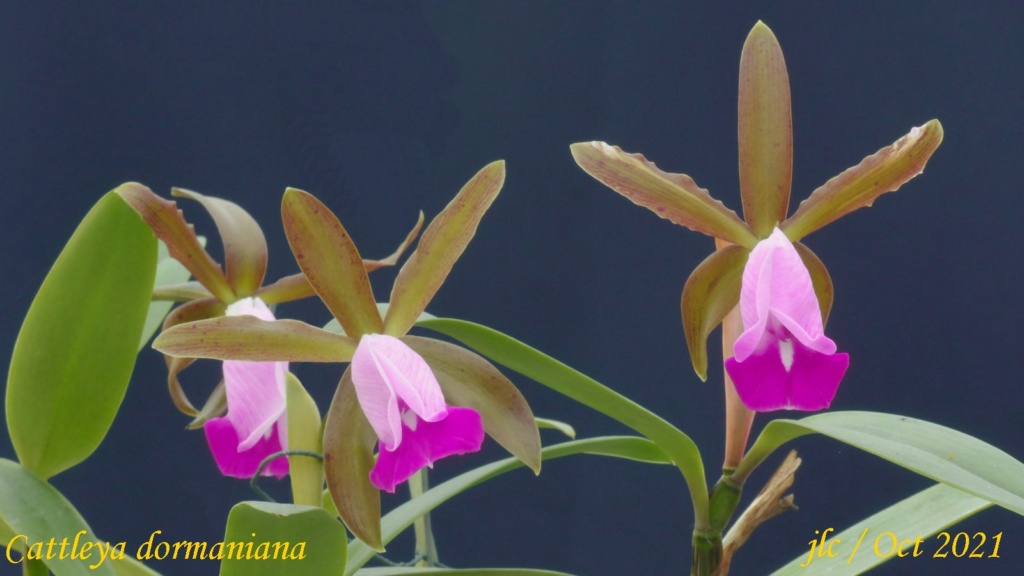 Cattleya dormaniana Cattl428