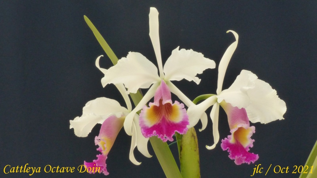 Cattleya Octave Doin Cattl434