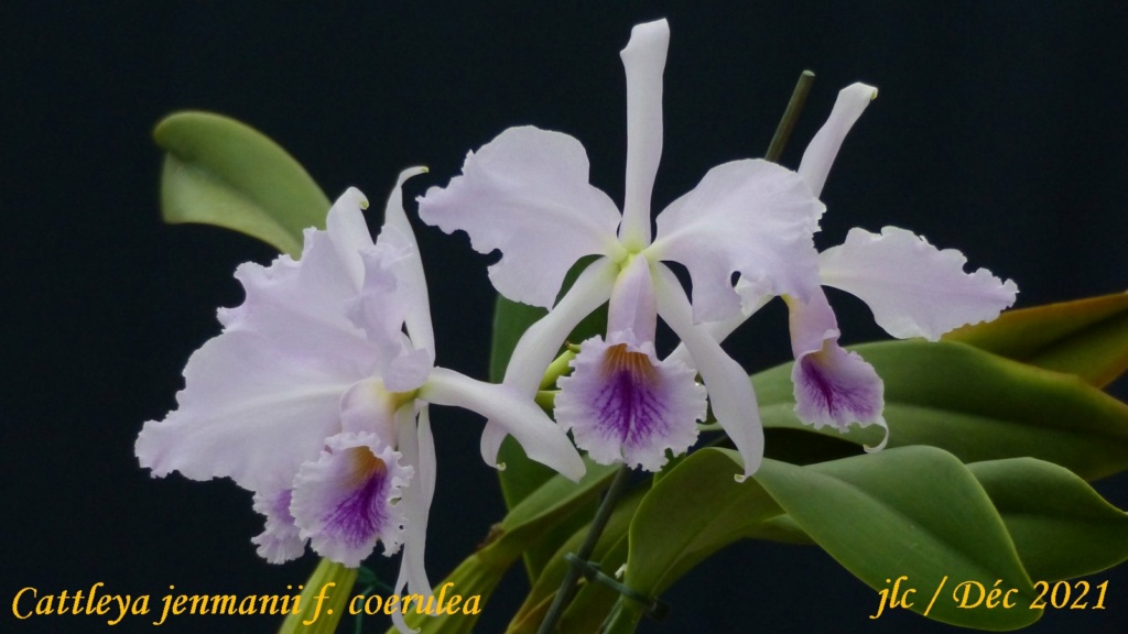 Cattleya jenmanii f. coerulea Cattl440