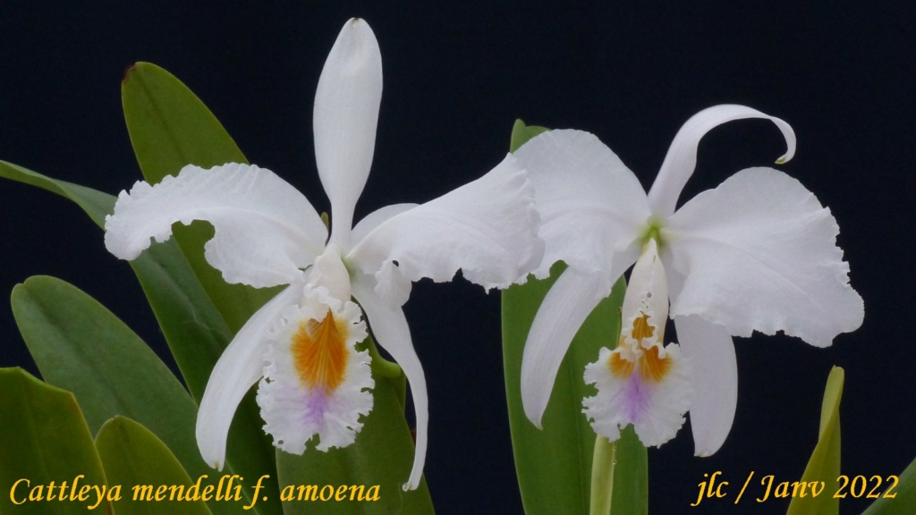 Cattleya mendelli f. amoena Cattl448