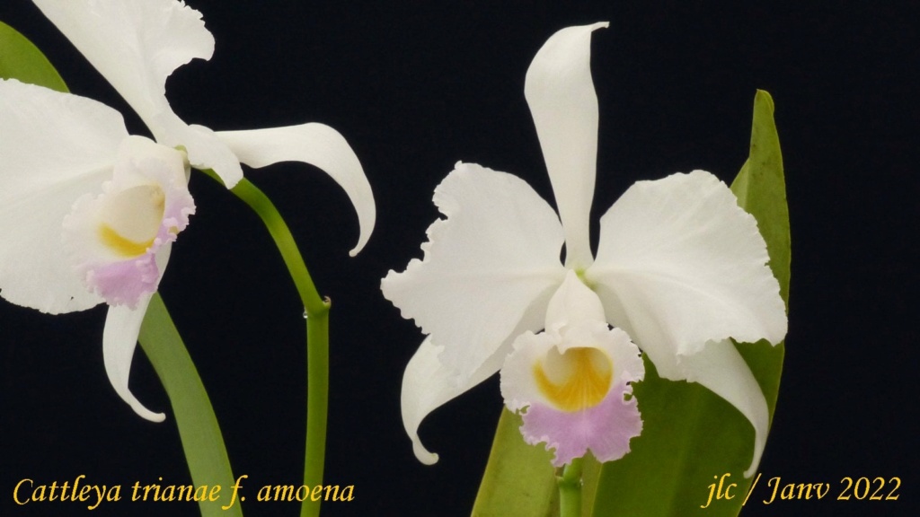 Cattleya trianae f. amoena Cattl451