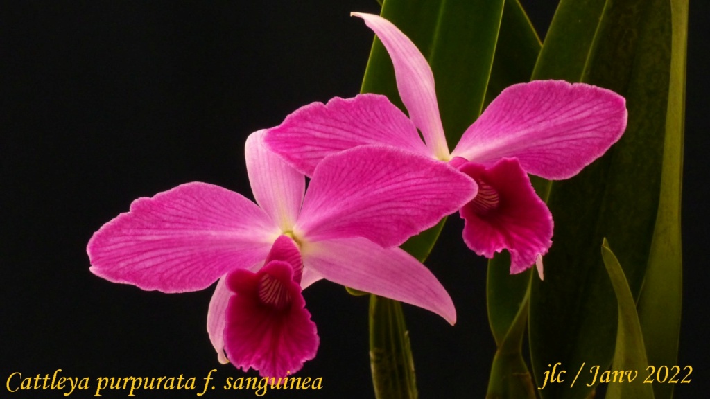 Cattleya purpurata f. sanguinea Cattl454
