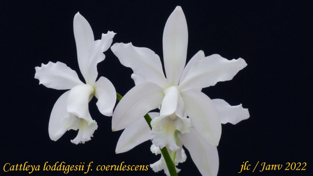 Cattleya loddigesii f. coerulescens Cattl455