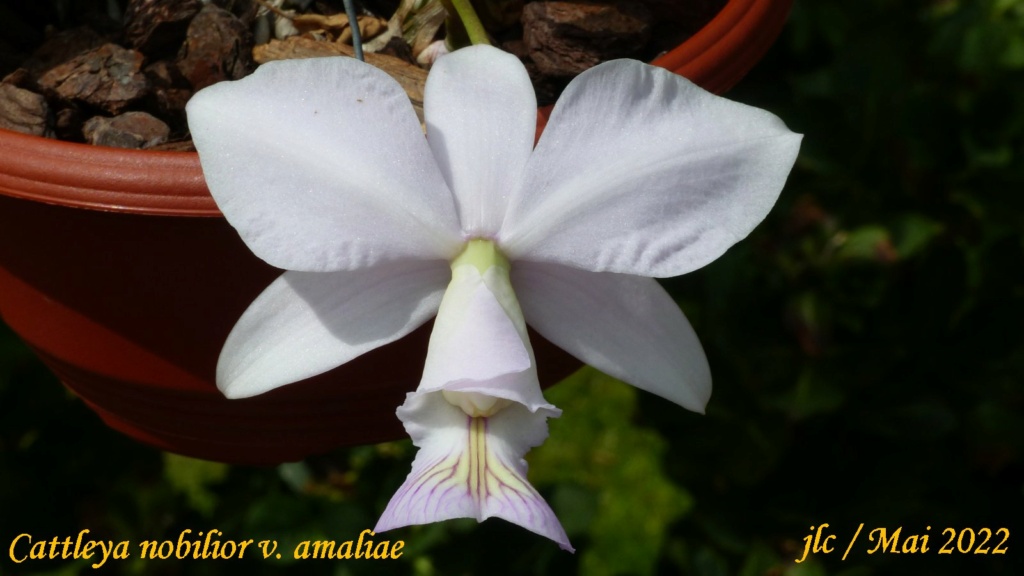 Cattleya nobilior v. amaliae Cattl468