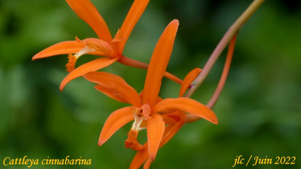 Cattleya cinnabarina Cattl483