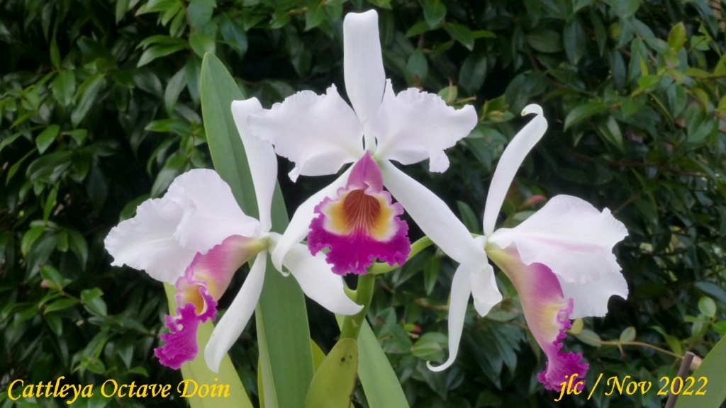 Cattleya Octave Doin Cattl499