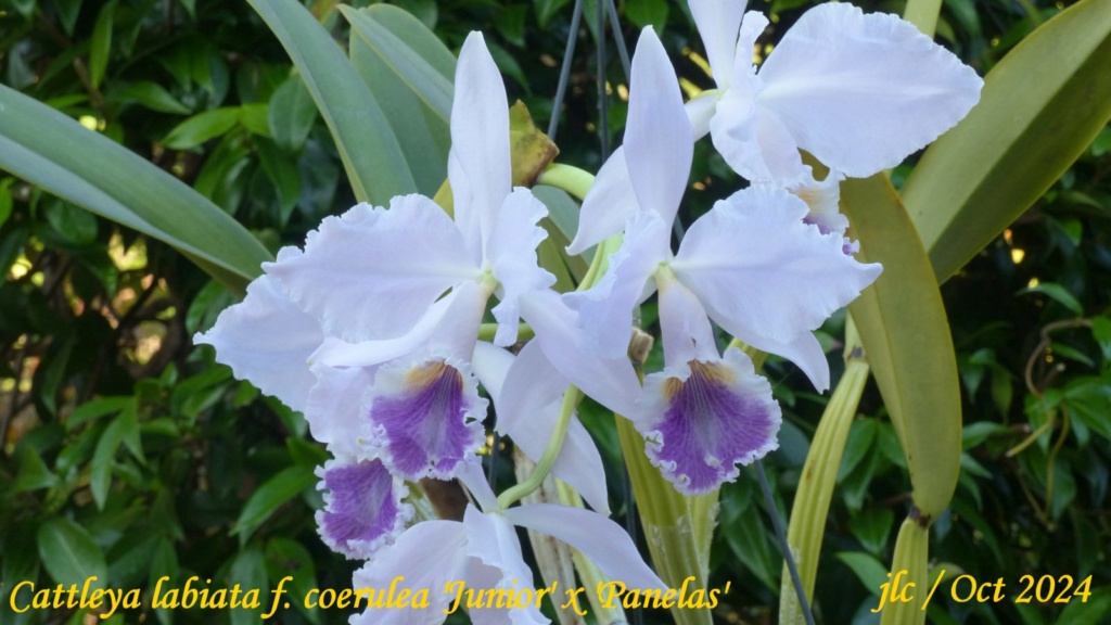 Cattleya labiata f. coerulea 'Junior' x 'Panelas' Cattl548