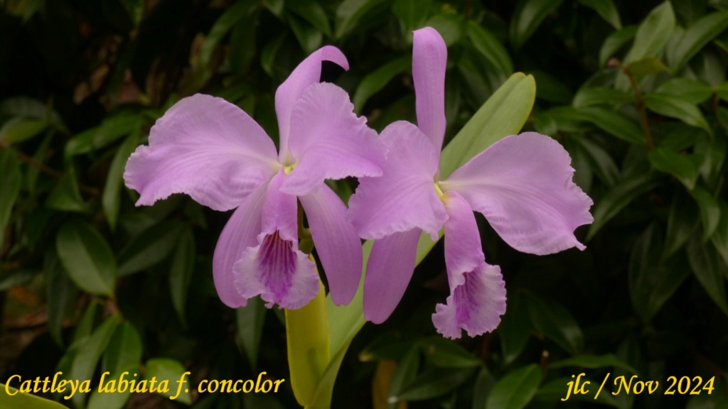 Cattleya labiata f. concolor Cattl560