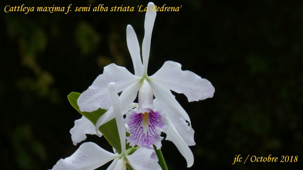 Cattleya maxima f. semi alba striata 'La Pedrena' Cattle64