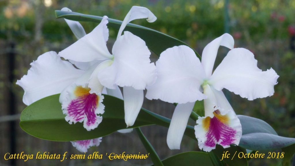 Cattleya labiata f. semi alba Cattle85