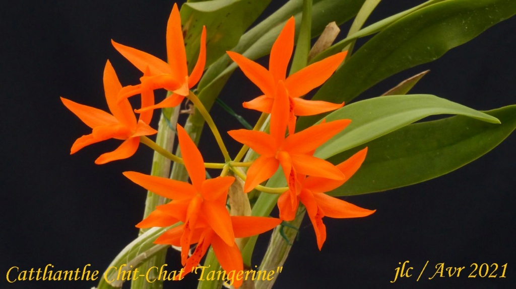 Cattlianthe Chit-Chat 'Tangerine' Cattli14