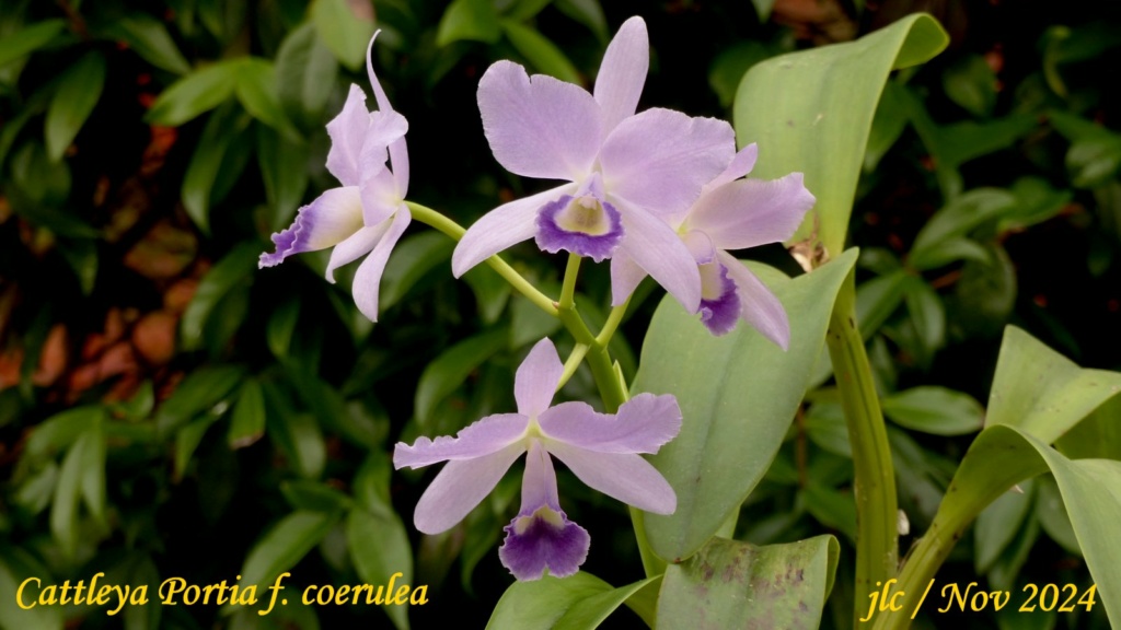 Cattlianthe Portia f. coerulea Cattli16